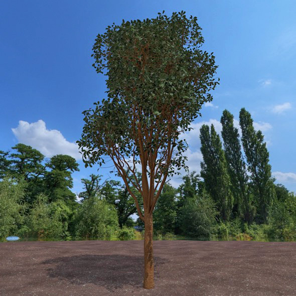 High detailed tree - 3Docean 12321693