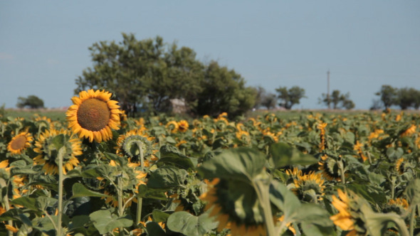 One Sunflower In Field Against Many