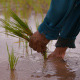 Hands With Rice Planting - VideoHive Item for Sale