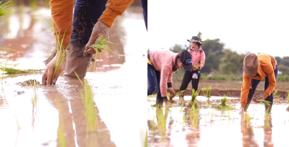 Farmers Plant Rice on Their Fields Farmers Plant Rice on Their Fields