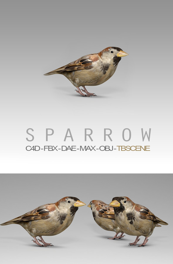 Simple House Sparrow - 3Docean 12323423