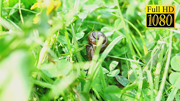 Slow Brown Snail Climbing Grass