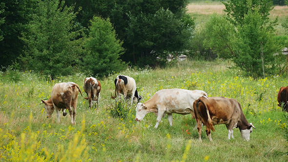 Cows Grazing On Green Meadow alt