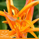 Orange Flower - VideoHive Item for Sale