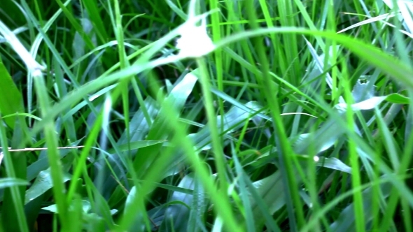 Grass Under Sunshine