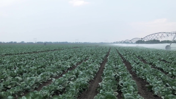 Field Irrigation Of Cabbage Field Irrigation Of Cabbage