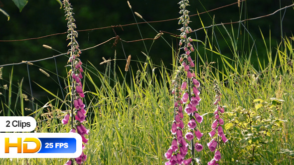 Wild Foxglove Plant Wild Foxglove Plant