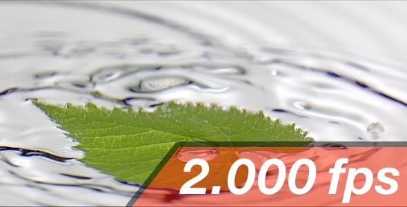 Leaf Is Falling On The Water Surface Leaf Is Falling On The Water Surface