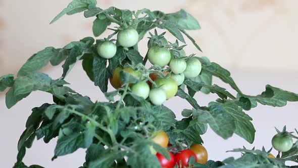 Bush Of Tomatoes In A Pot. Clusters Of Tomatoes Are Visible. Some Are Ripe, Some Are Still Green alt