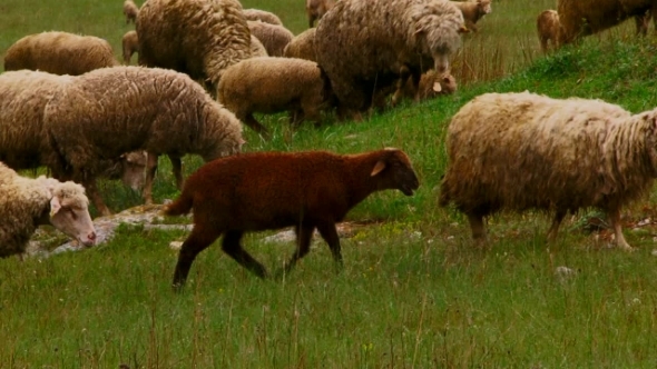 Lamb On A Pasture