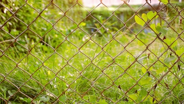 Old Metal Fence And Blurred Green Grass With