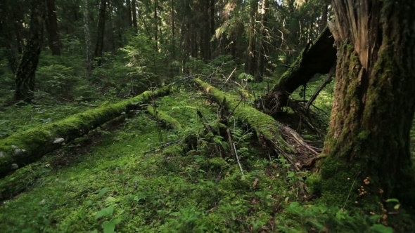 Forest With Fallen Trees Forest With Fallen Trees