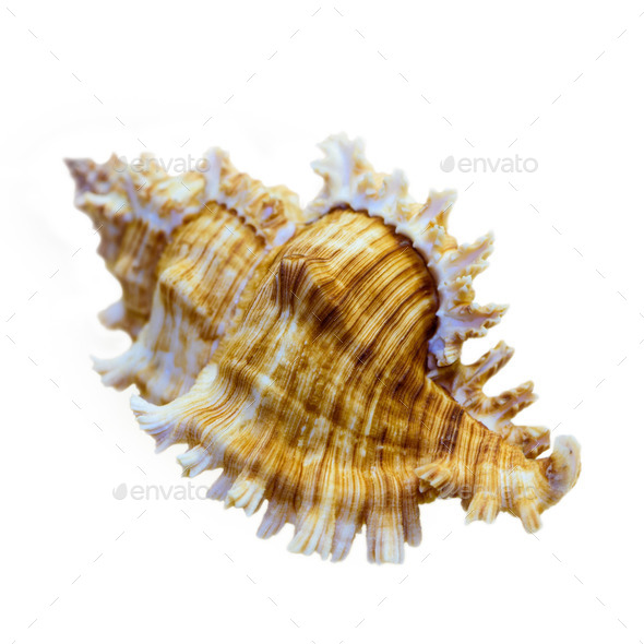 Shell of Murex Saulii or Chicoreus Saulii - Stock Photo - Images