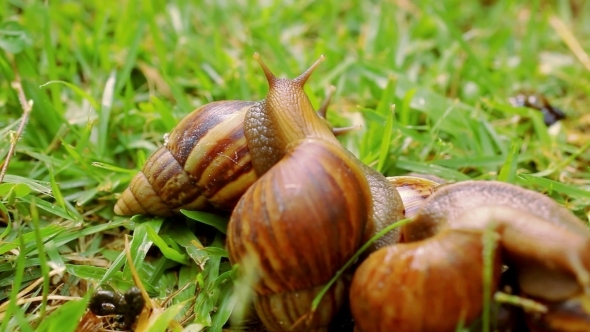 Many Crawling, Loving And Eating Snails