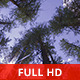 Peaceful Forest - VideoHive Item for Sale