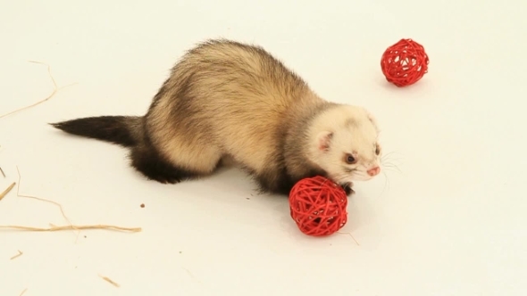 Ferret And His Toys