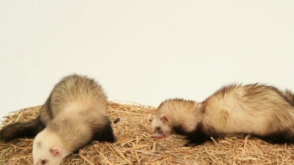 Two Ferrets Eating On A Haystack