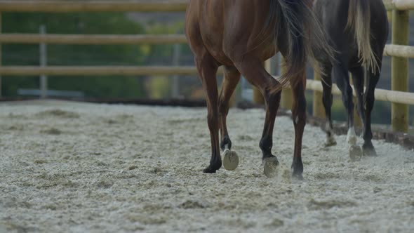 Two horses running alt