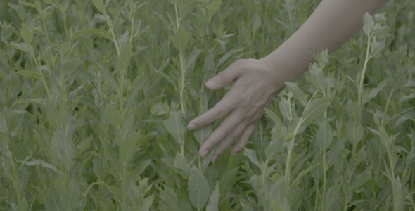Hand Touching Green Grass Hand Touching Green Grass
