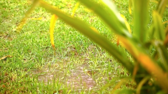 Puddle In a Meadow After Rain Storm