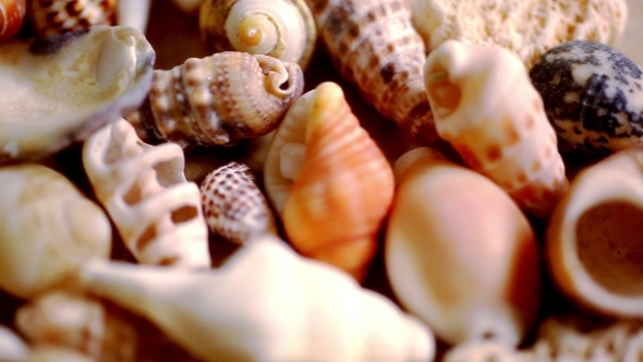 Cockleshell, Shells And Seashells