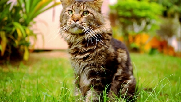 Maine Coon Black Tabby Cat With Green Eye Sitting