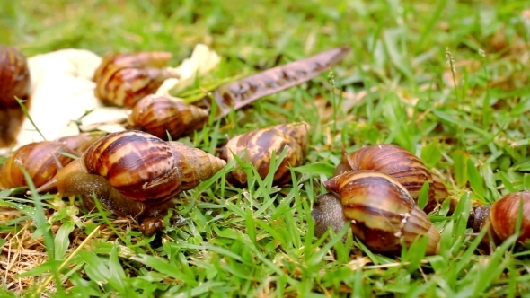 Closeup Of Many Crawling, Loving And Eating Snails