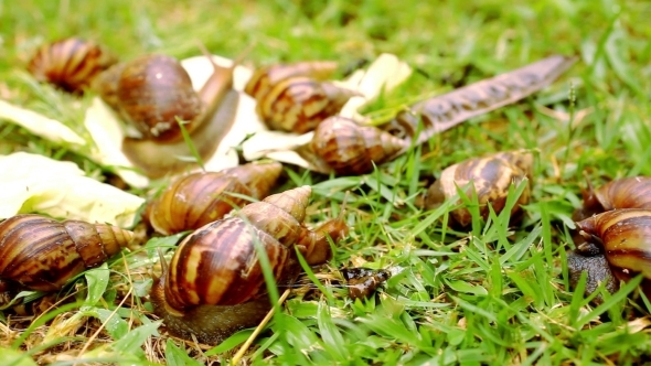 Many Crawling, Loving And Eating Snails