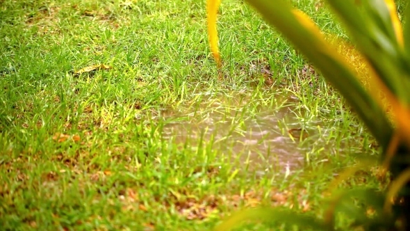 Puddle In a Meadow After Rain Storm. 