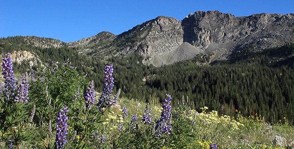 High Mountain Wildflowers High Mountain Wildflowers