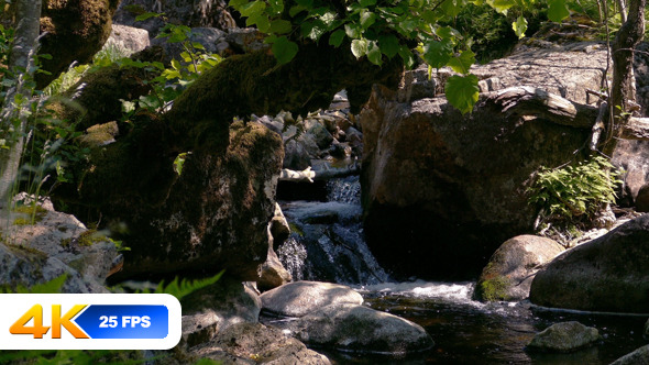 Creek in Forest with Moss Covered Stones and Trees Creek in Forest with Moss Covered Stones and Trees