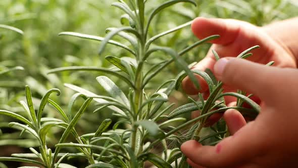 Rosemary. The child touches the rosemary sprouts with his hands in the garden. alt