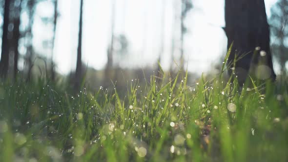 Dew Drops on Bright Green Grass with Sun Flare. Beautiful Water Drops on Green Grass Close Up. Sun alt