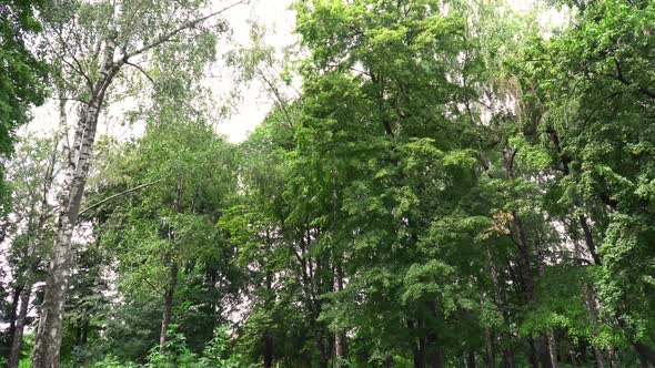 Walk Through The Woods alt