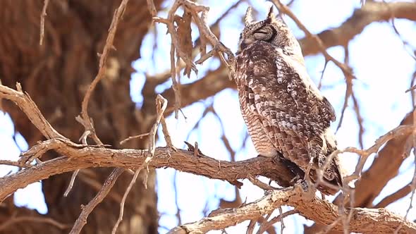 Large Verreaux's eagle-owl rests on a gnarled tree branch in Kalahari alt