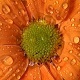The Dew on a Flower - VideoHive Item for Sale