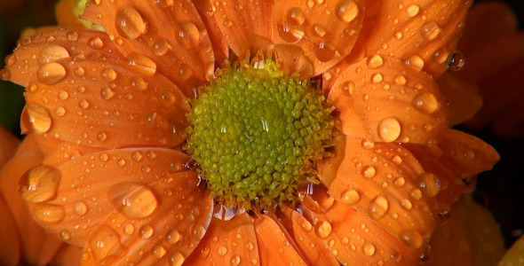 The Dew on a Flower