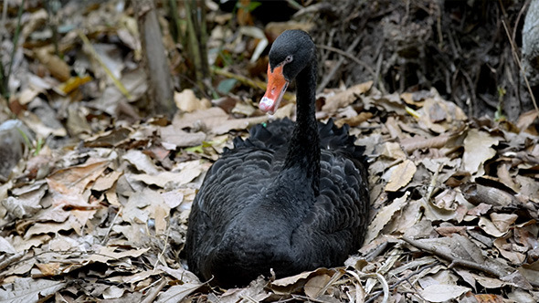 Black Swan in Forest Leaves Black Swan in Forest Leaves