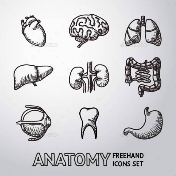 Internal Human Organs Handdrawn Icons Set - Icons