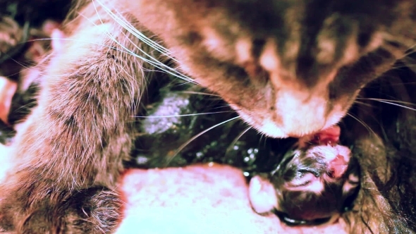 Mother Maine Coon Cat Licks The Newborn Kitten