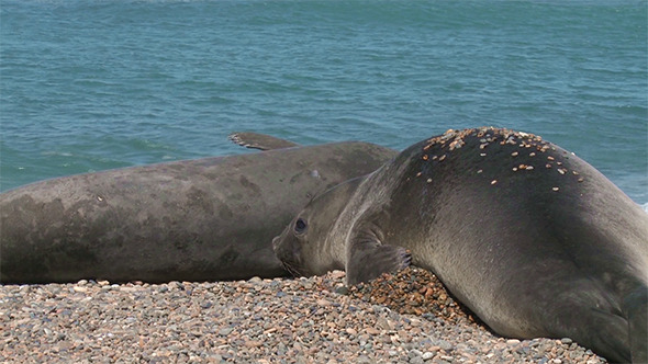 Argentinean Fur Seals. Punta Ninfas Place alt