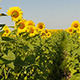 Beautiful Blooming Field Of Sunflowers - VideoHive Item for Sale