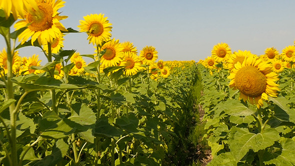 Beautiful Blooming Field Of Sunflowers Beautiful Blooming Field Of Sunflowers