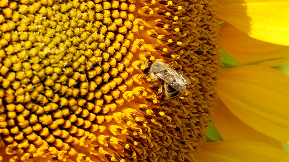 Bee Collects Pollen In The Sunflower Bee Collects Pollen In The Sunflower