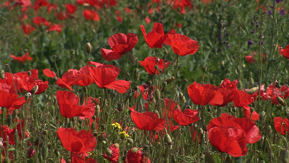Summer Field Of Red Poppies