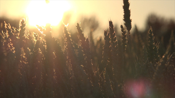 Wheat Field and Sunset 1 Wheat Field and Sunset 1