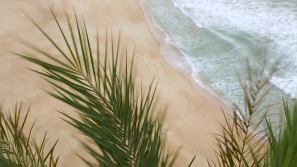 Palm on Windy Cliff