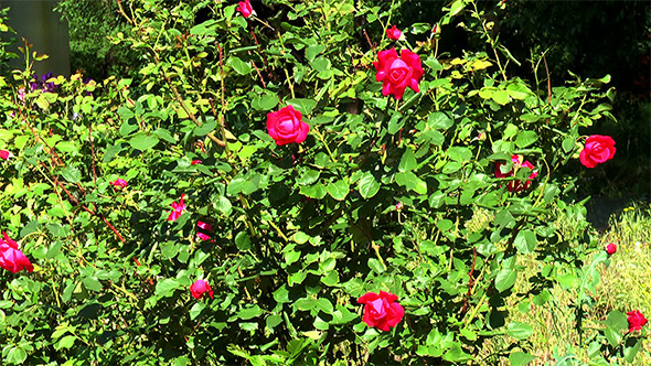 Bush of Red Roses