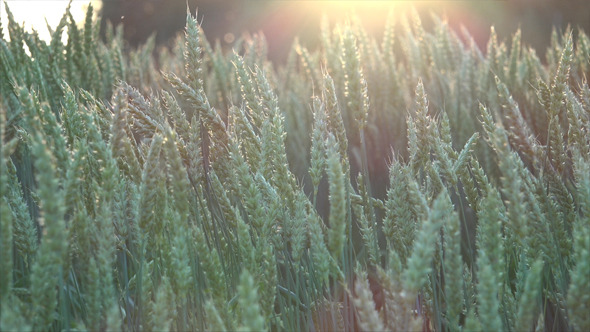 Wheat Field and Sunset 4 Wheat Field and Sunset 4