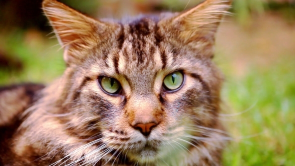 Maine Coon Black Tabby Cat With Green Eye